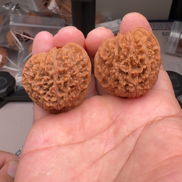 桃核把件山地满天星残38+尺16