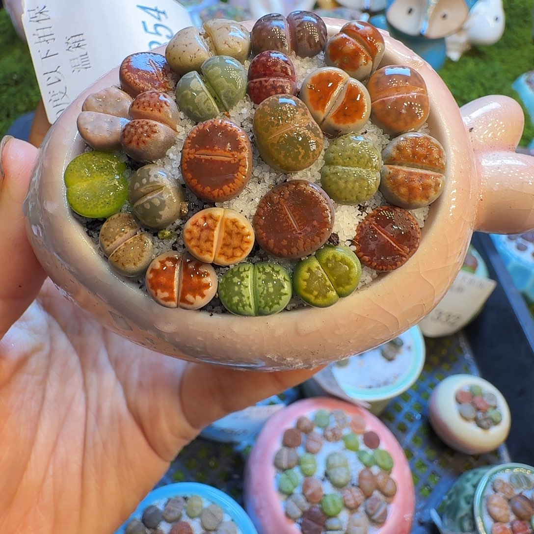 多肉植物福利冲1354