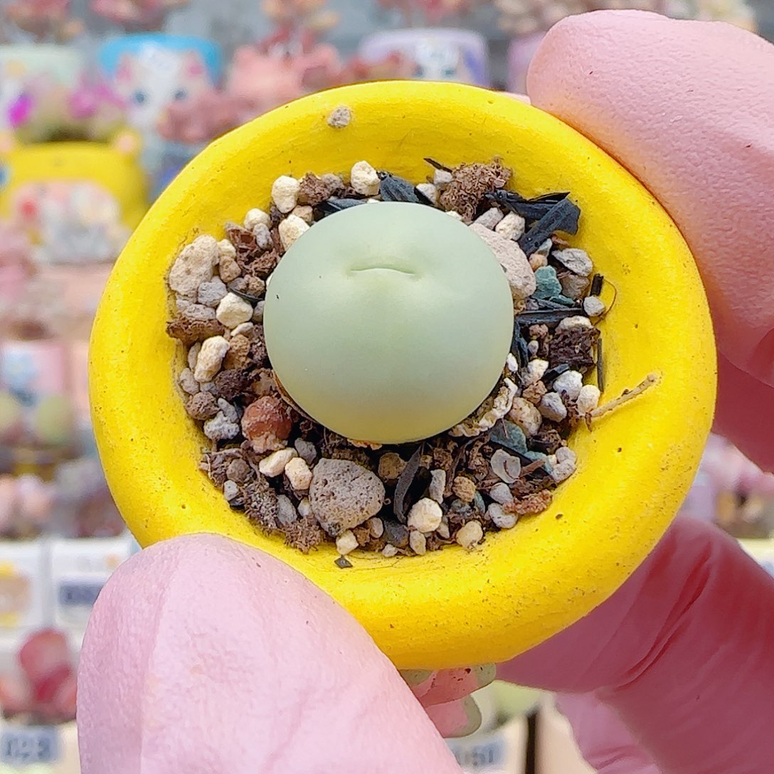 L 可爱鸽子蛋 盆口2.5cm