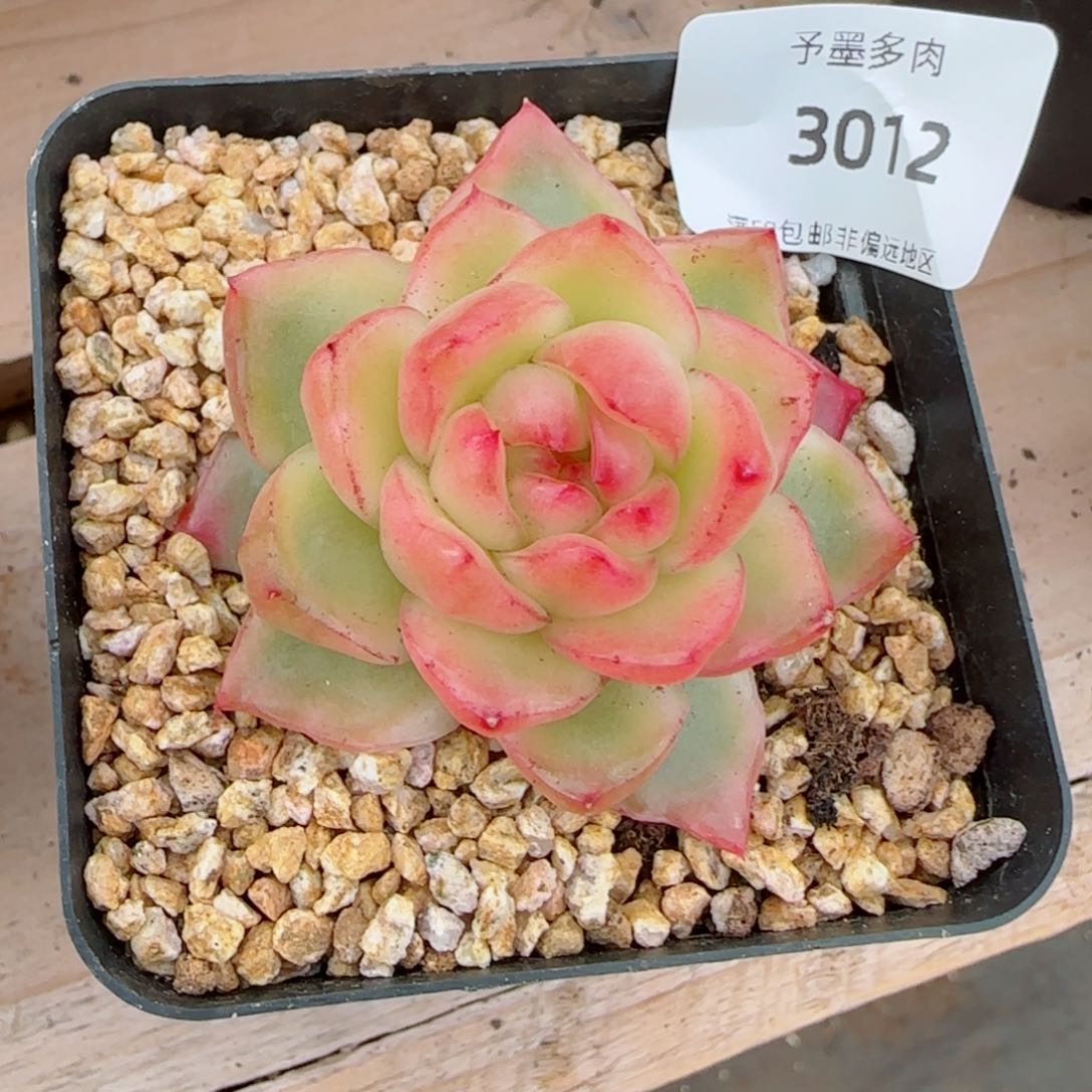 水晶珍妮锦，3012多肉植物