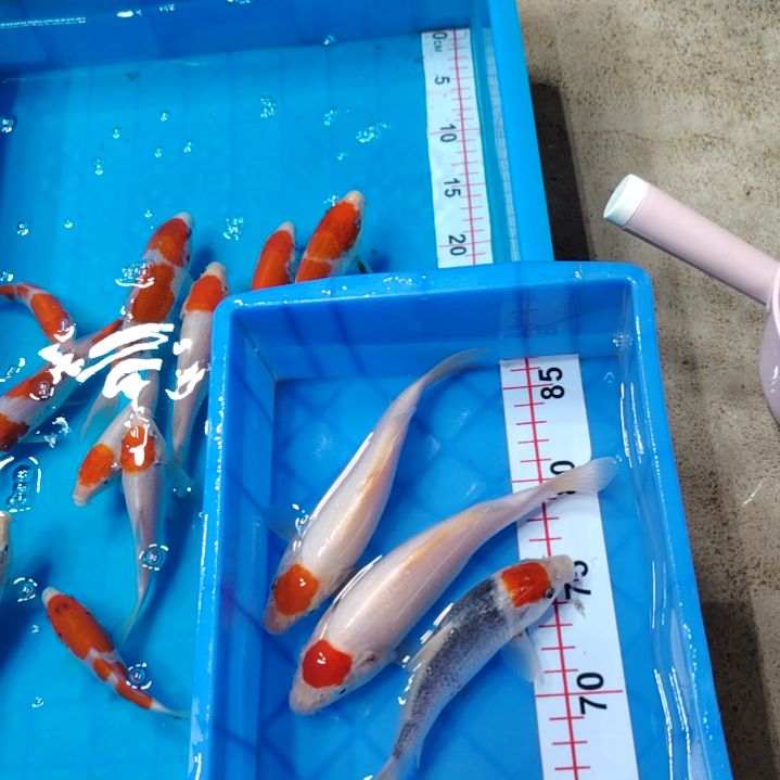 海水顺丰包邮开箱包活1