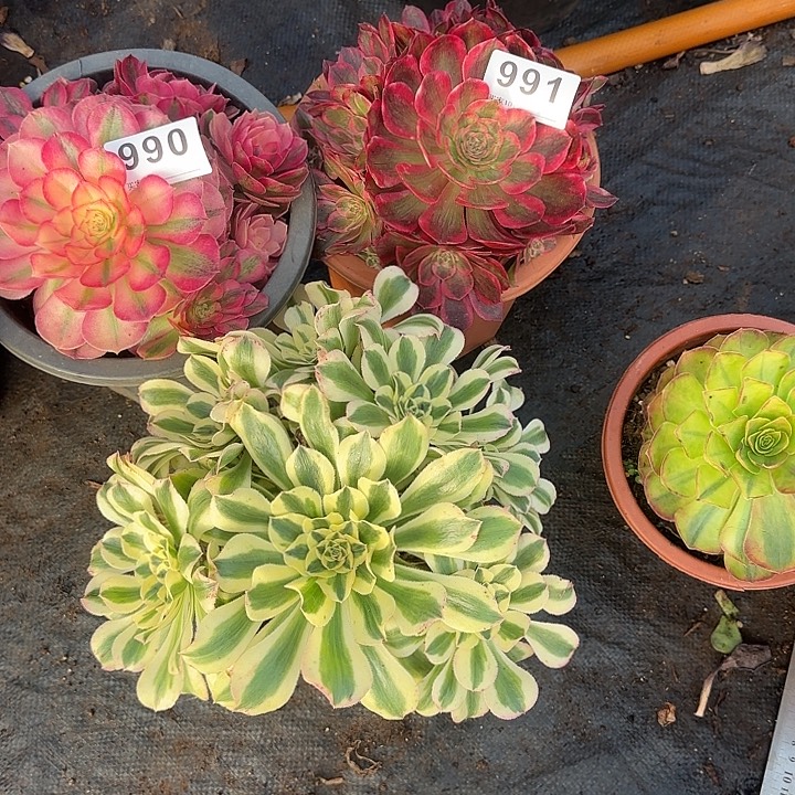 3颗多肉植物00990