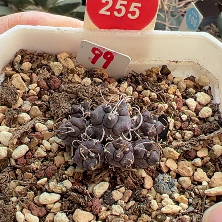 实生七头牙城丸娇丽群