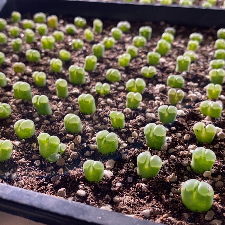 极窗风铃一颗一个