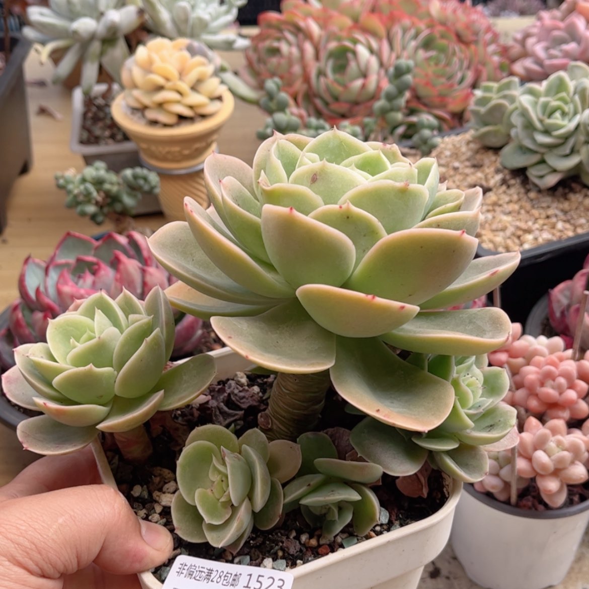 【闪购商品】1523星娜塔