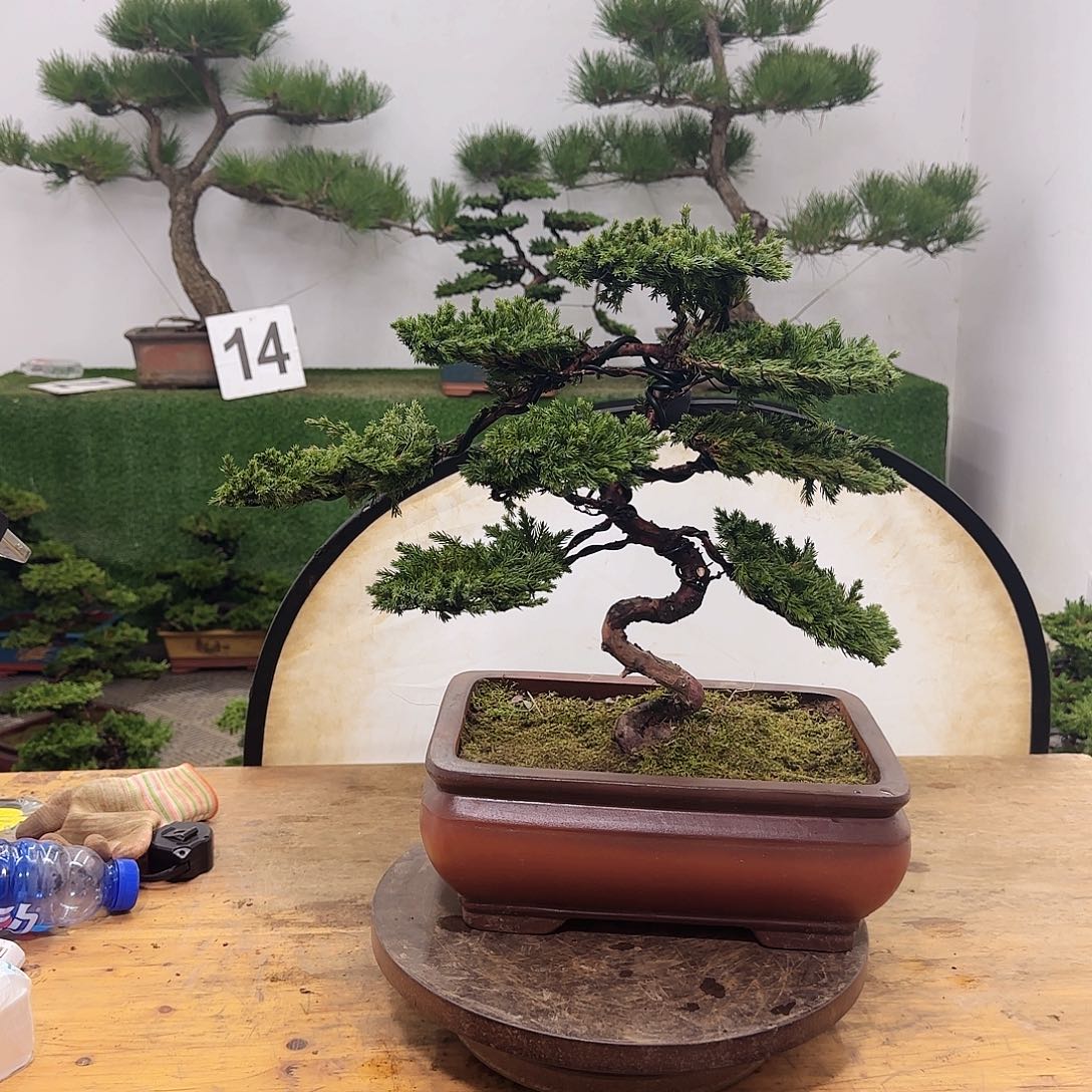 无花朵盆景盆景盆景盆景