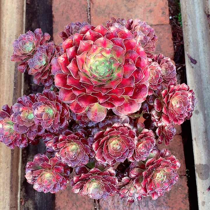 晚霞圆叶，多肉植物