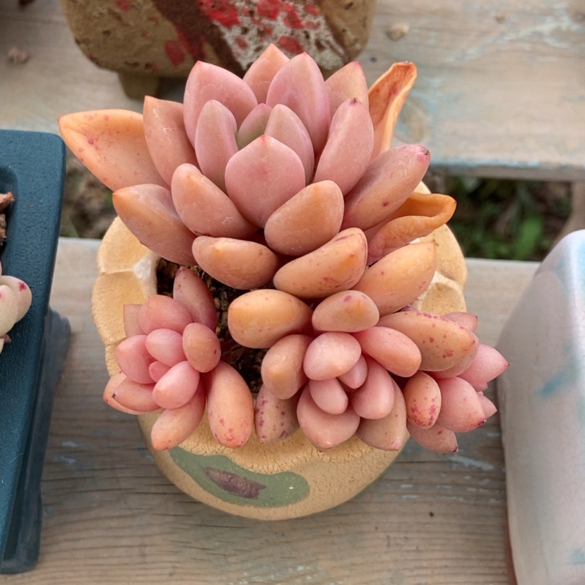 【闪购商品】桃花源
