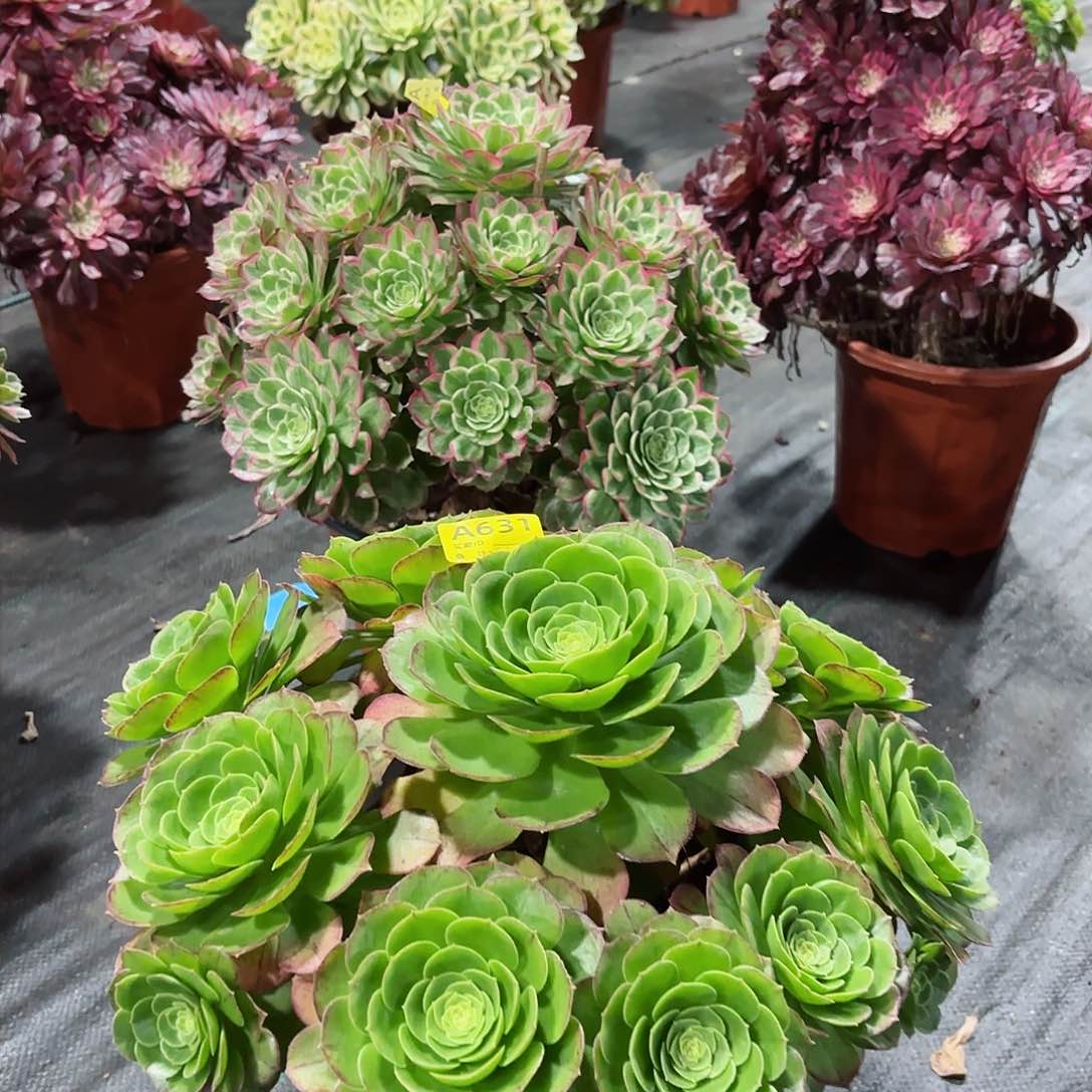 万圣叶法师多肉植物631