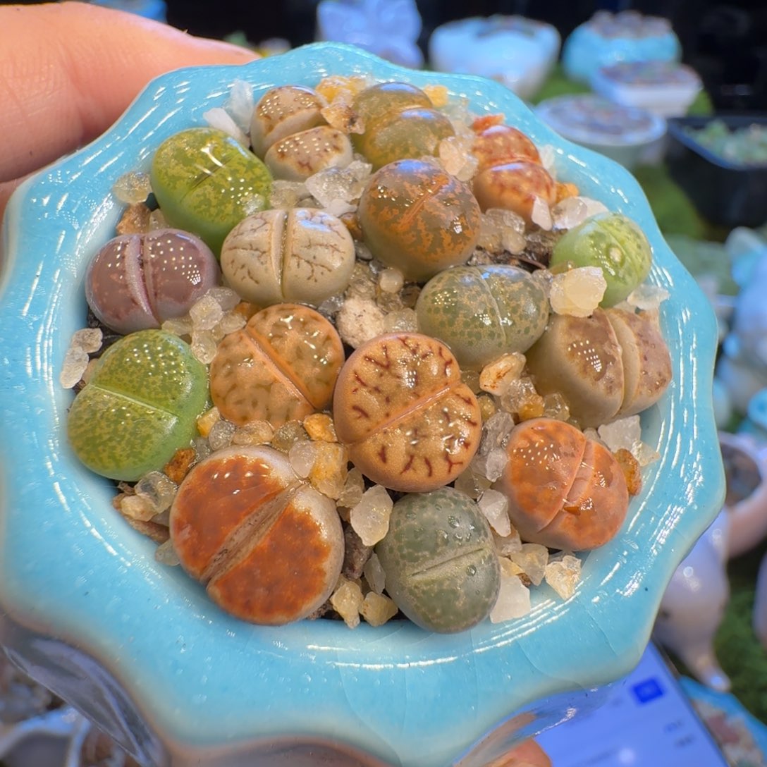 余***漫多肉植物福利冲1170