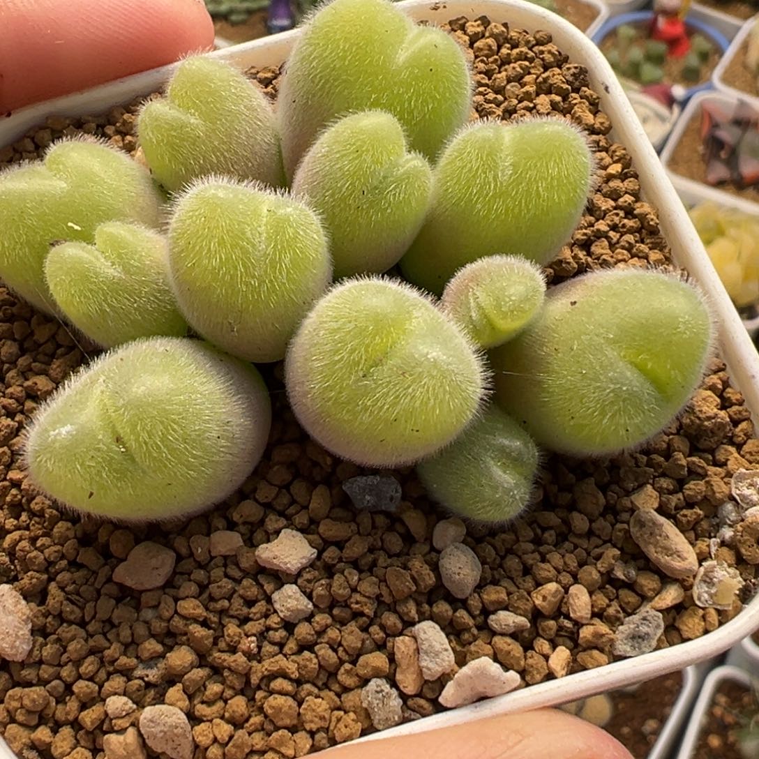 541多肉植物种类多样