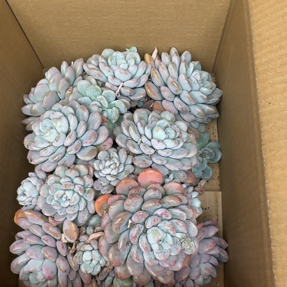 卿***卿白鹭 两颗 不包损3361