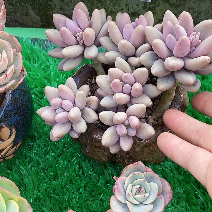 粉美人整无砍多肉