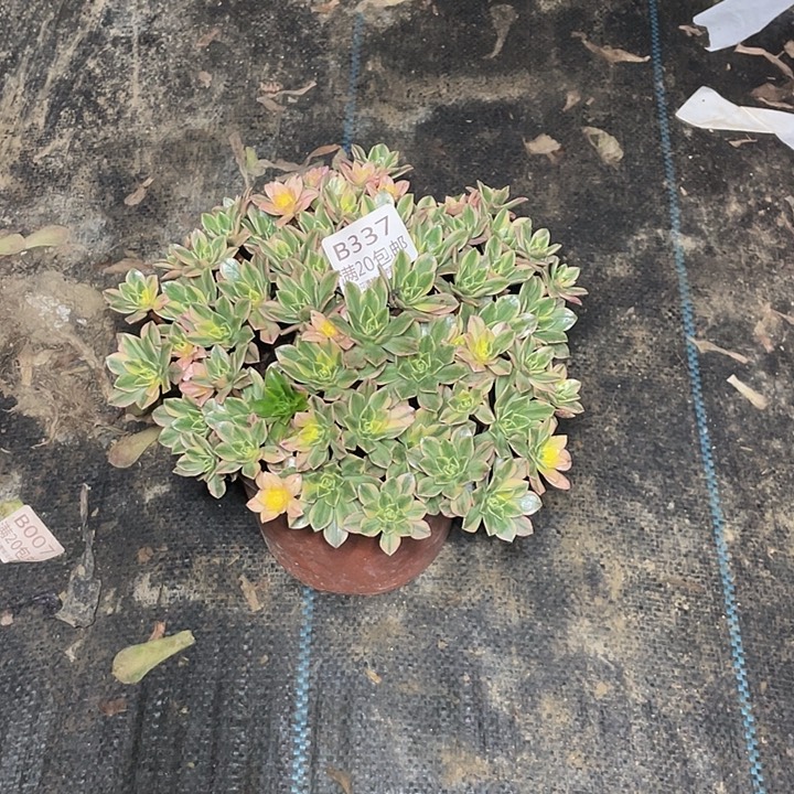 337甜茶多肉法师多肉法师