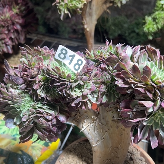 薄***凉多肉植物一个水魔画818