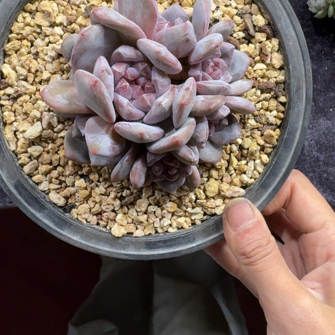 星影7头无砍一物一拍