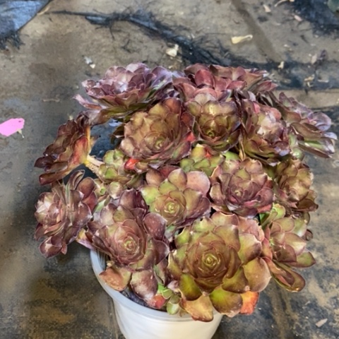 魅金玫瑰多肉植物015