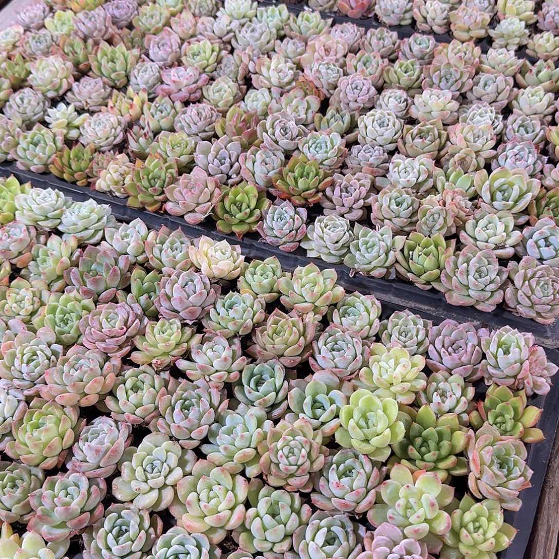 血盘景天15颗福利量拍