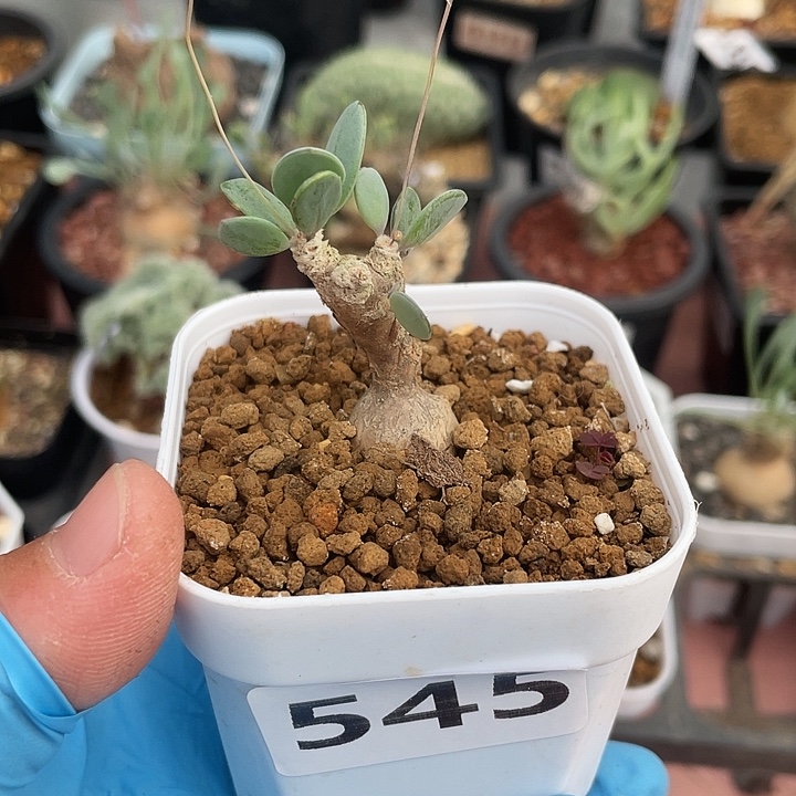 545恩特美厚墩菊块根