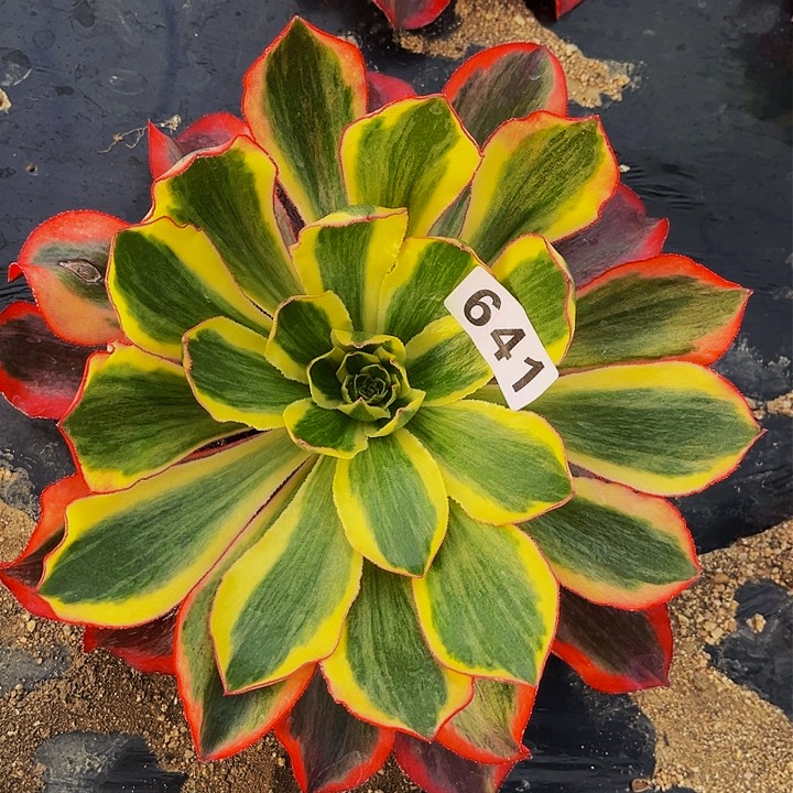 641魅影多肉植物处理不售后