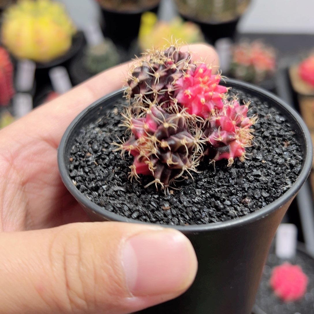 米哈缀化锦——（默认脱土发货）