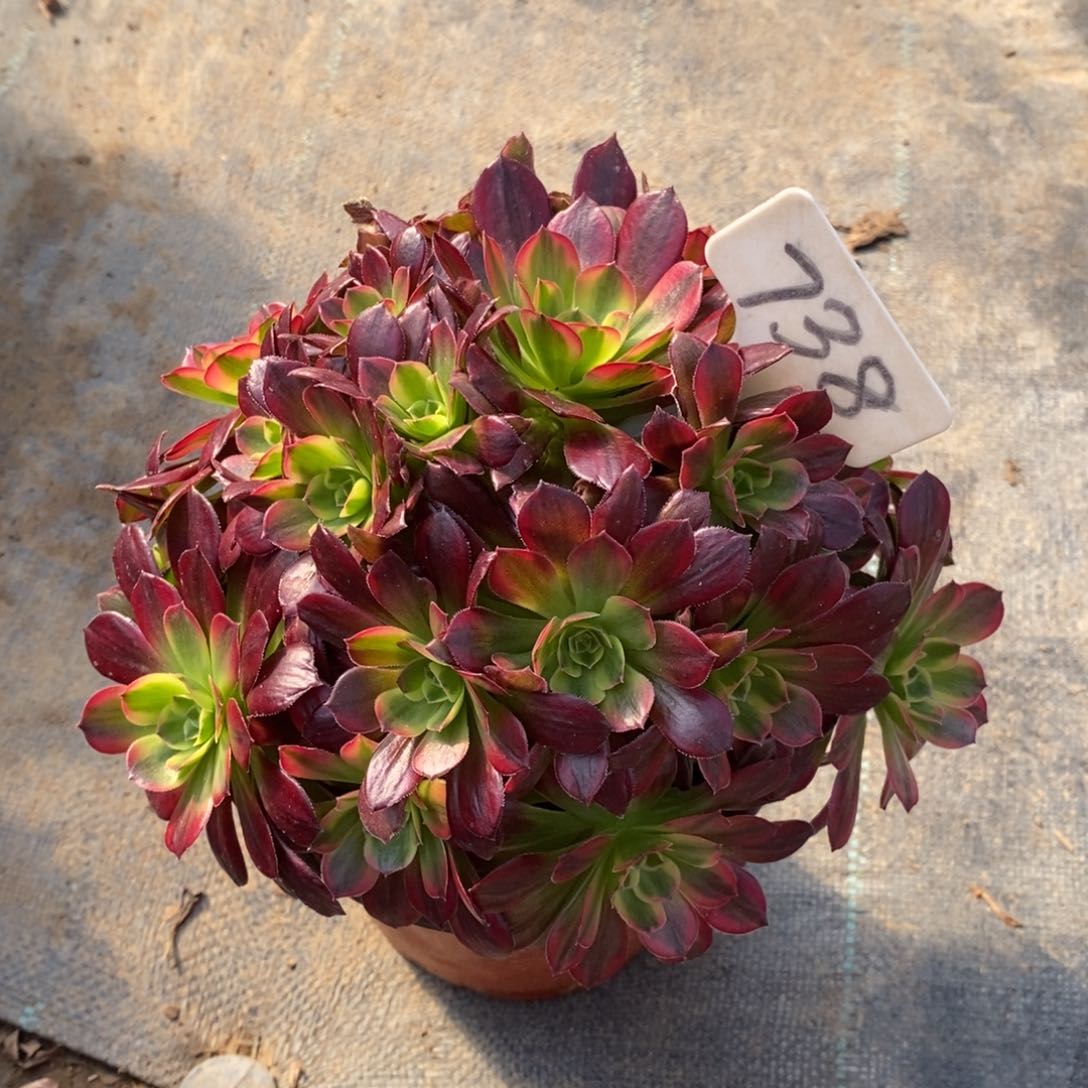 红陶738安娜一物一拍多肉