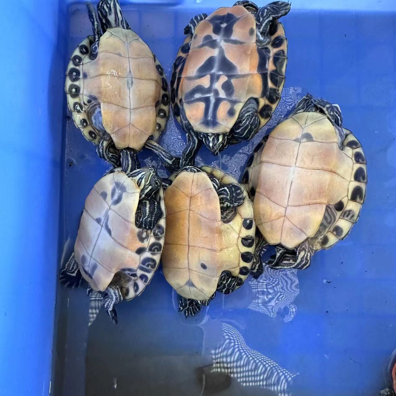 7总爬宠 活体观赏龟，火焰龟，直播间链接