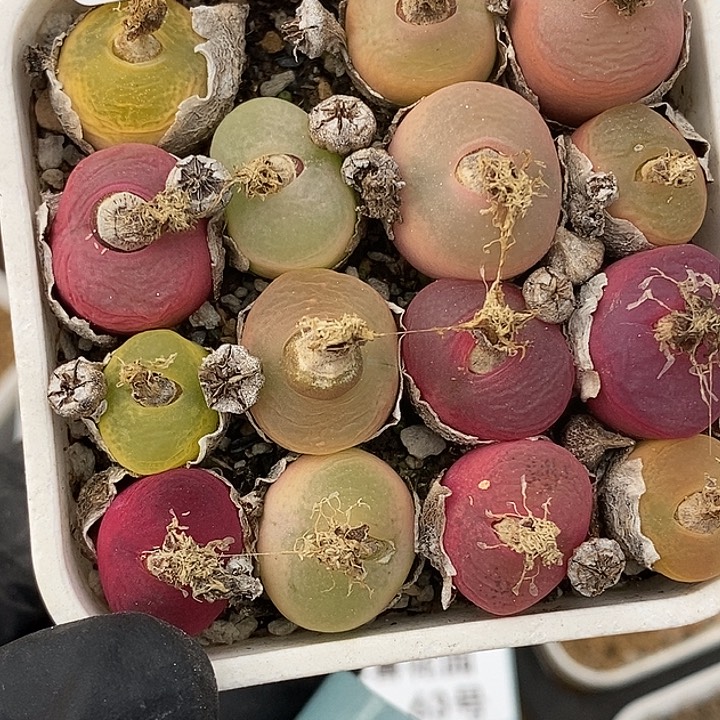 桃喜花园0305-57毛