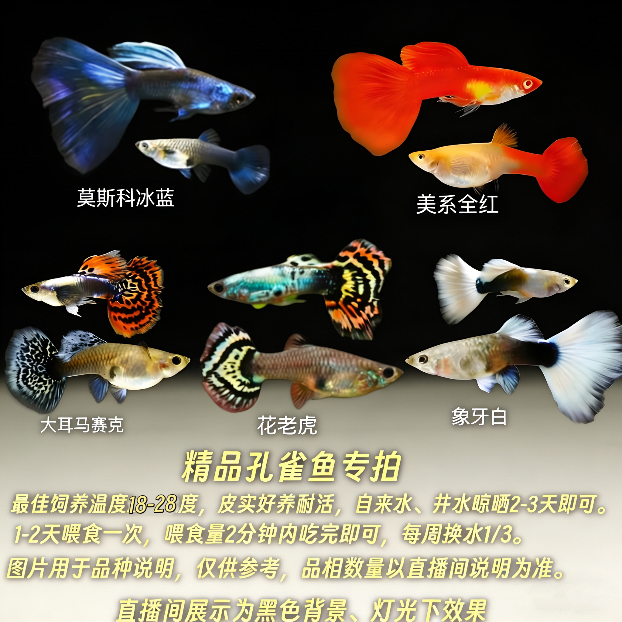 孔雀鱼热带淡水观赏鱼皮实耐活繁殖能力强适合新手