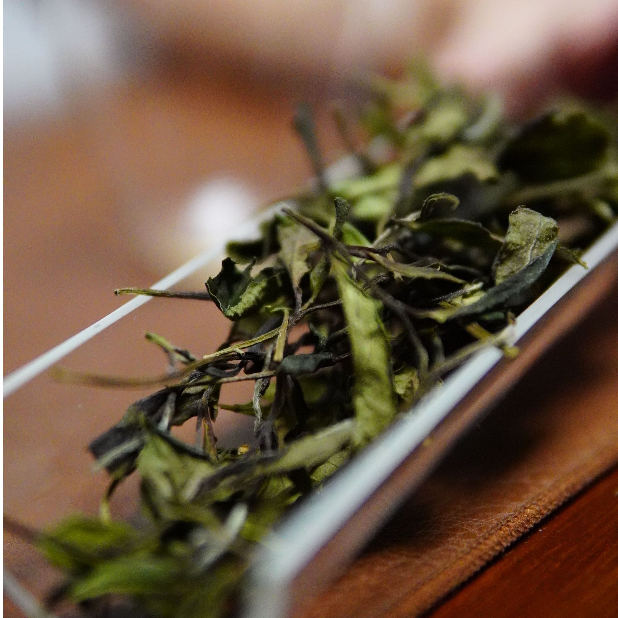 新年白26号限定品鉴装2泡装