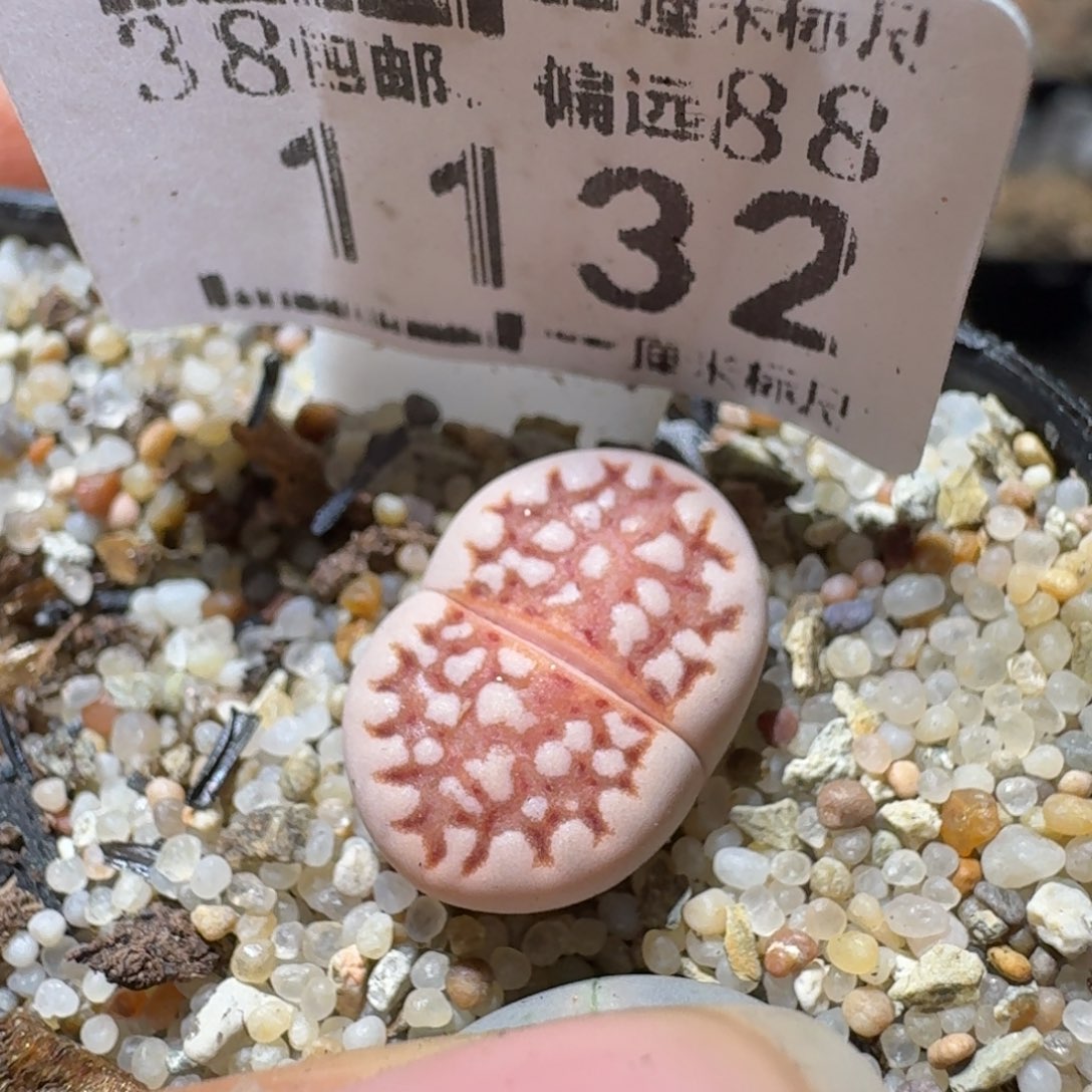 Sss清仓便宜出1132