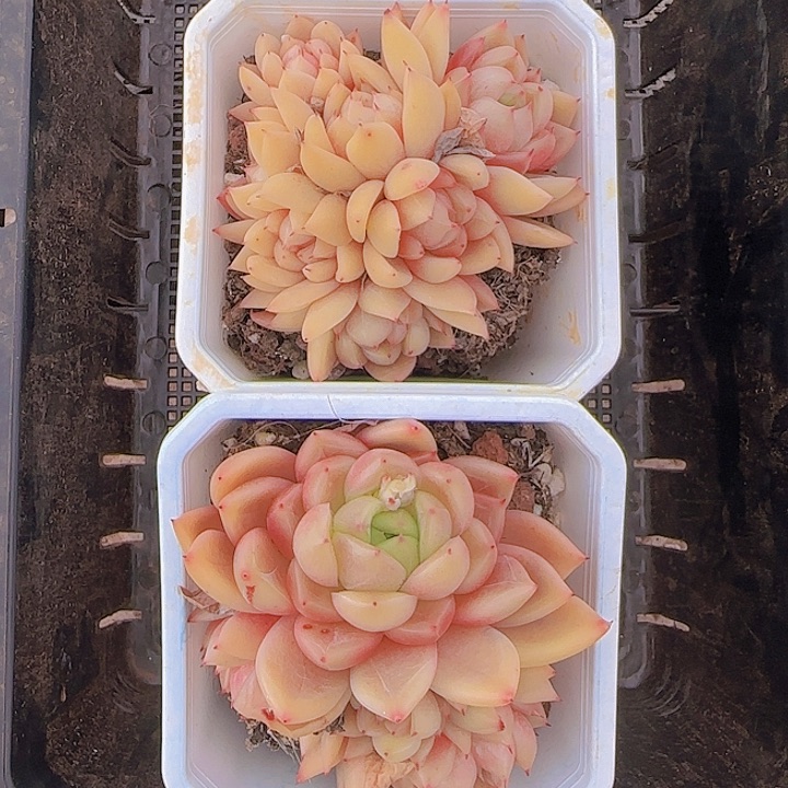 花时光精品多肉54