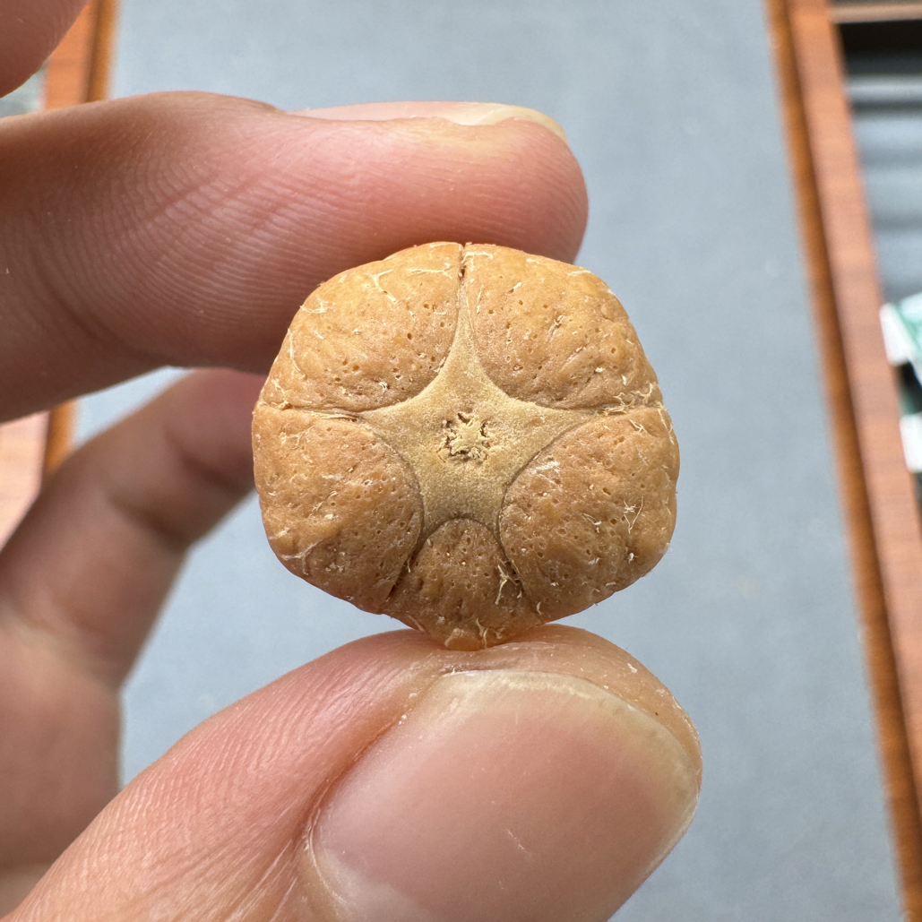 19+五星上将菩提凤眼手串三通佛头，非质量问题开孔不退ck1300