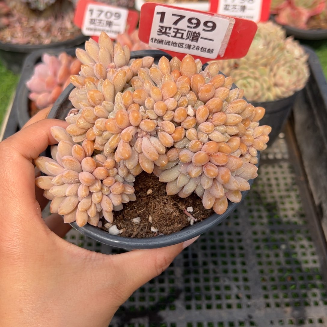 表妹精品多肉1799.
