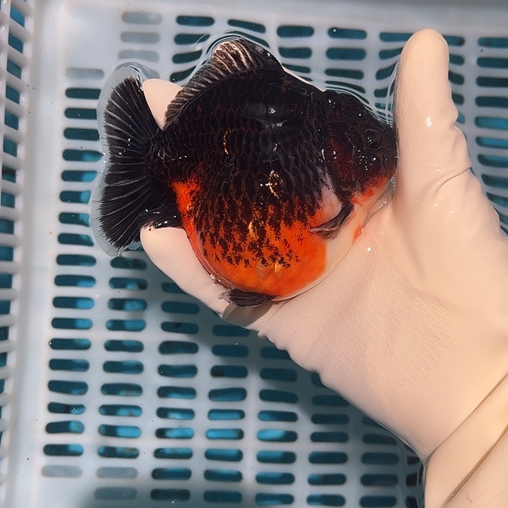 金鱼包邮1528818588