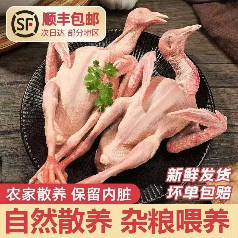 【鸽会长六只装】农家散养粮食鸽新鲜宰杀急速锁鲜顺丰冷链包邮-Y