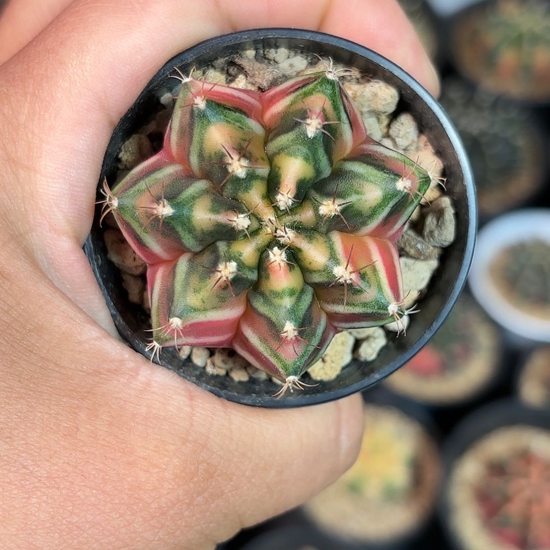 泰系米哈仙人球95号