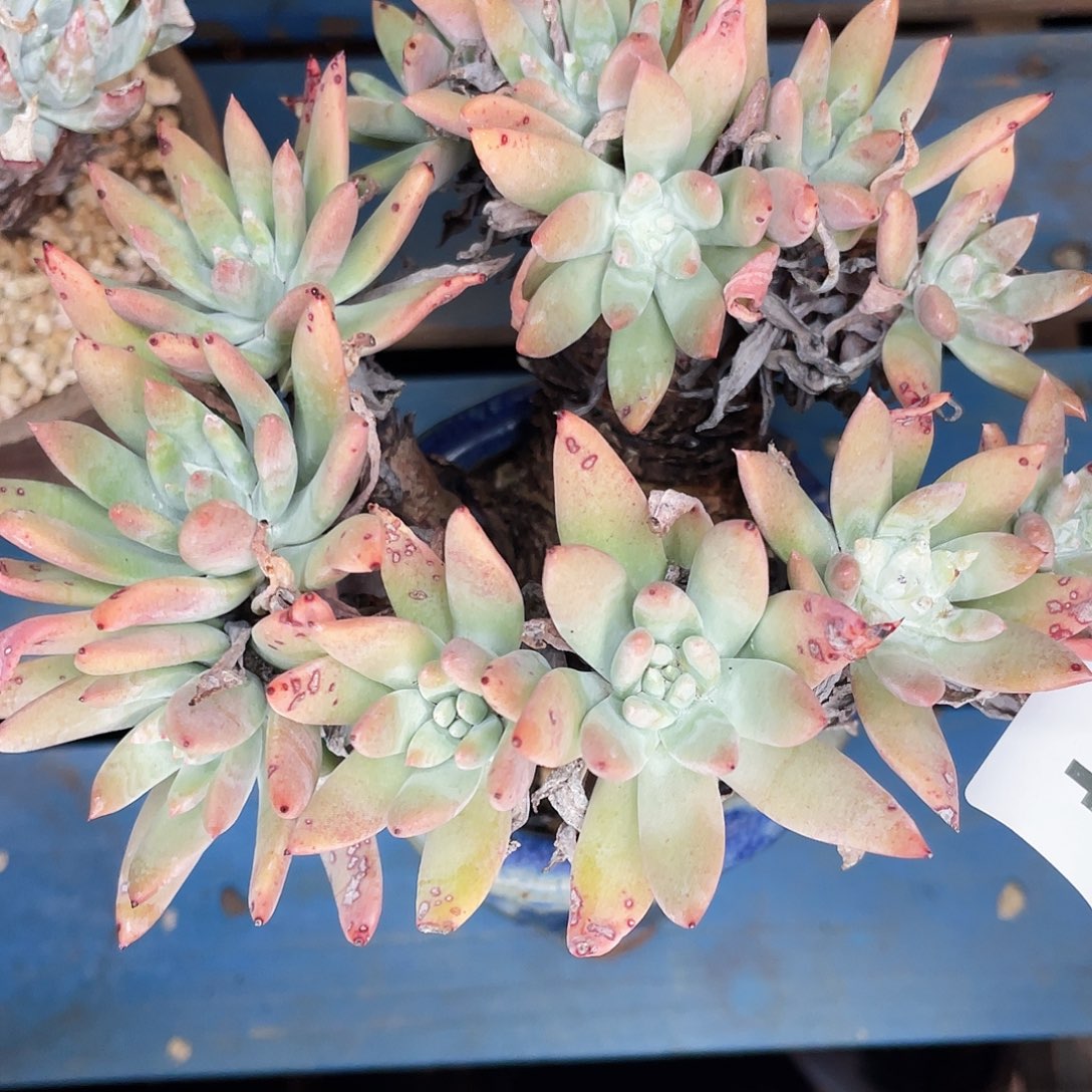 法瑞老桩多头5354