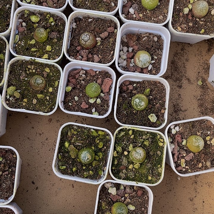 小灯泡2.8带盆土发货