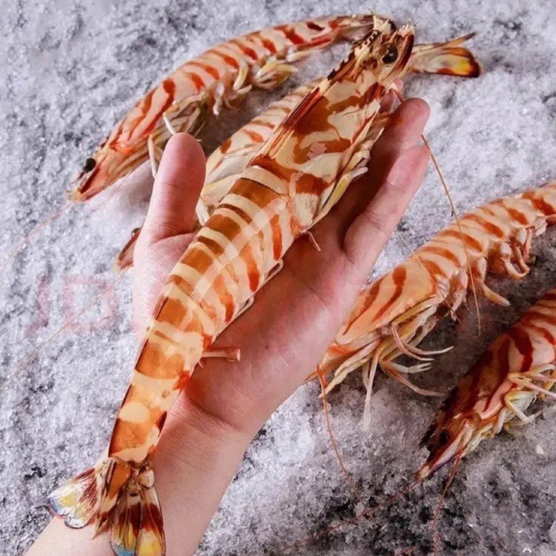 锤11-深海野生斑节虾九节虾花虾刺身级液氮锁鲜活冻发货顺丰包邮