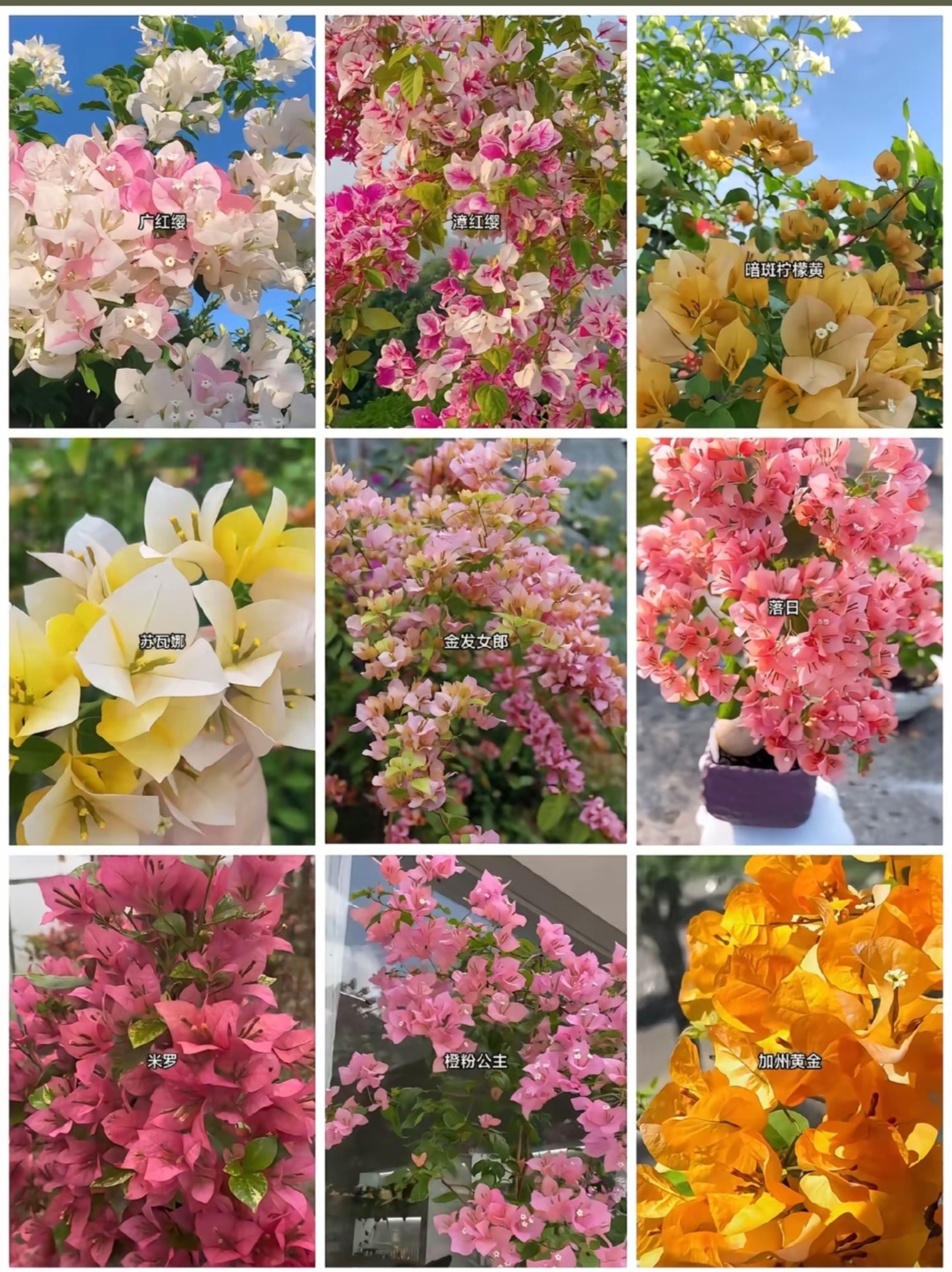 三角梅掌中宝带原盆土喜光易养护室内外盆栽观赏植物