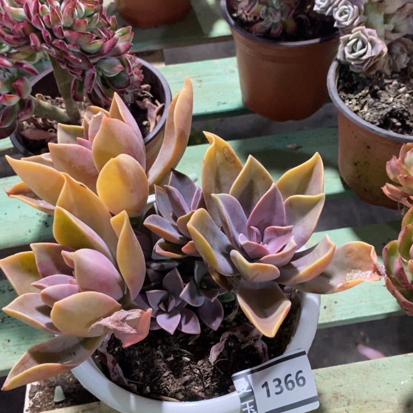 【闪购商品】太妃糖1366