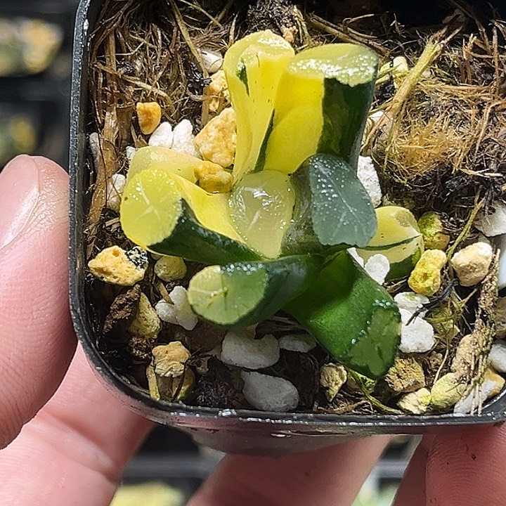 108玉龙万象锦头家多肉十二卷