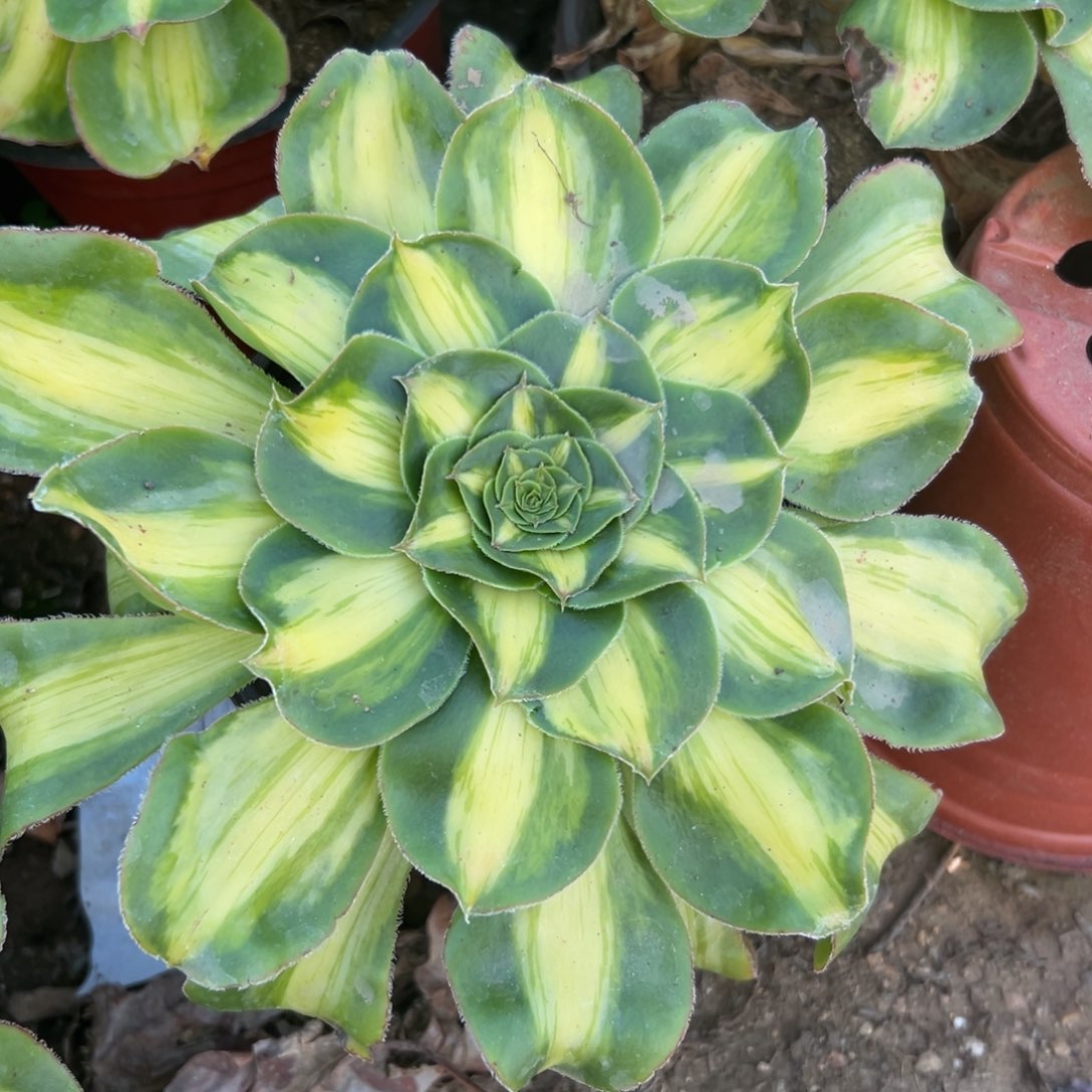 多肉植物暴君单头