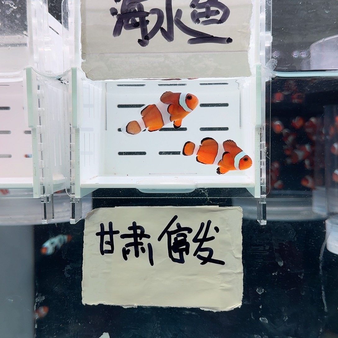海水鱼3.5-4精品黑边公子一对