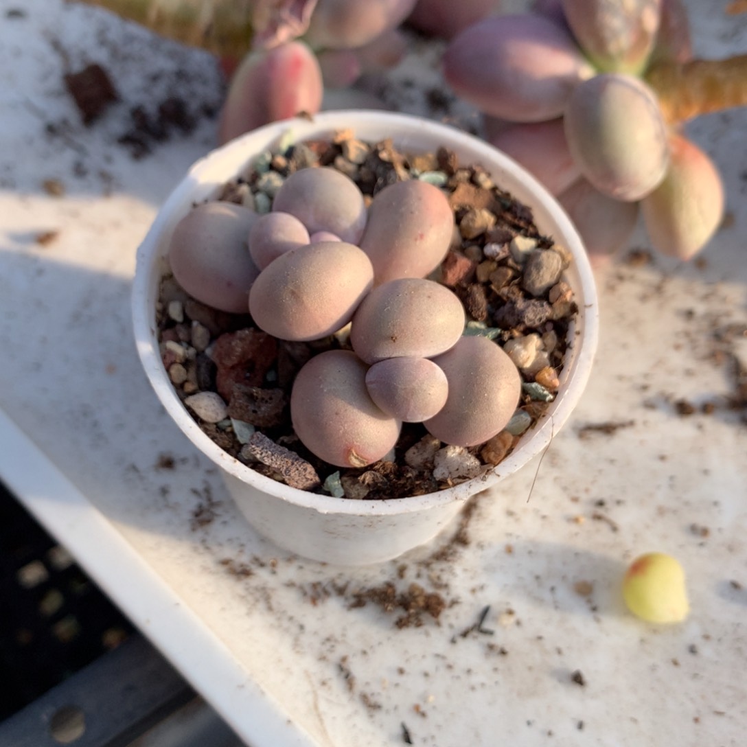 水光针奶酪多肉水光针