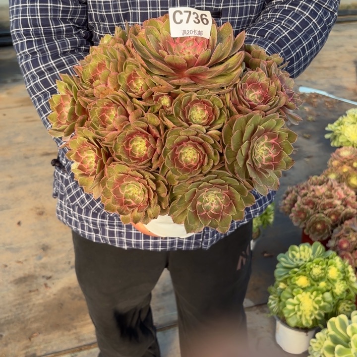 瑞妈，，。。。。。736莲花座，