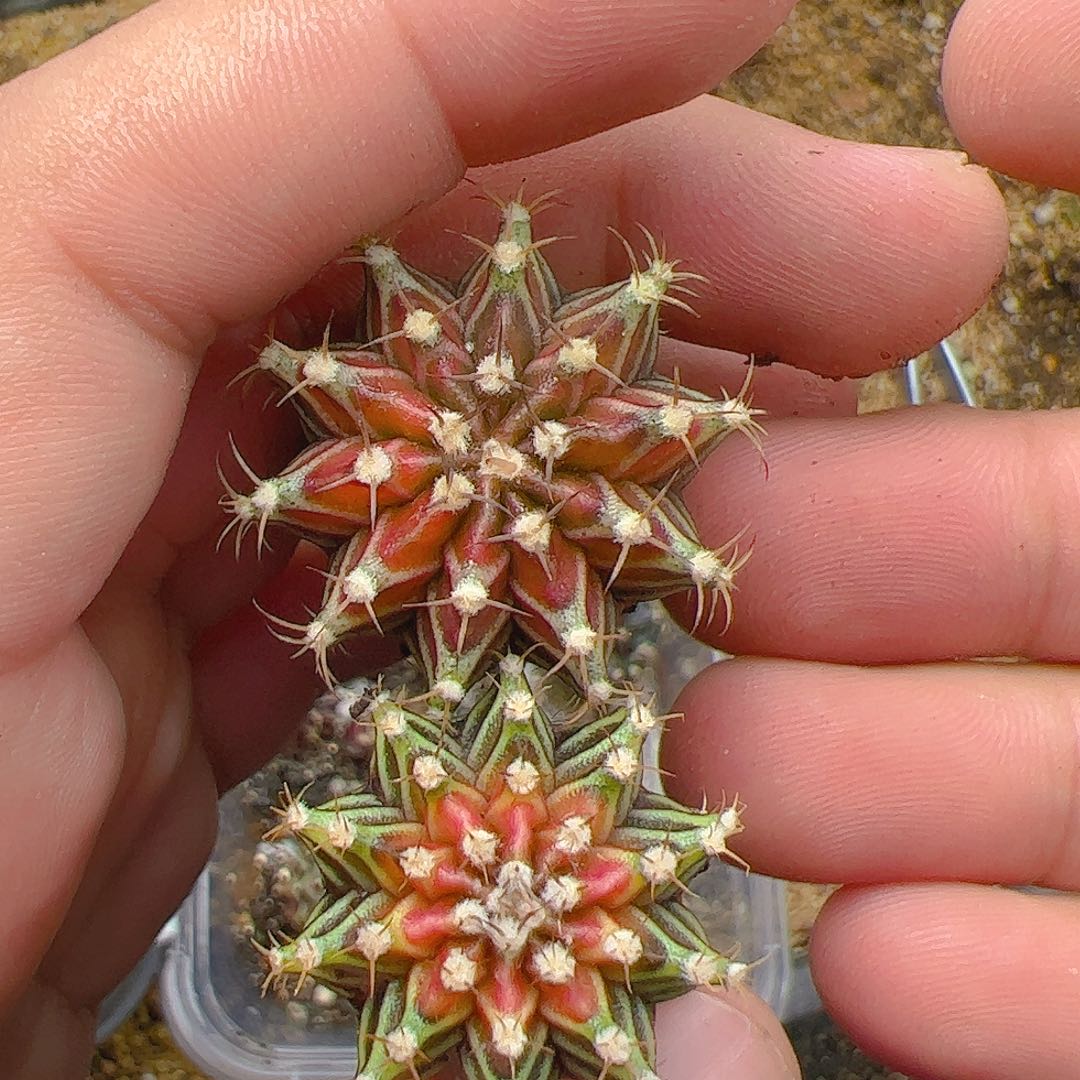 当前无花栽培后可以开花304
