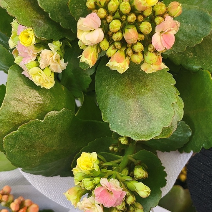 变色龙长寿花到手拥有小彩虹