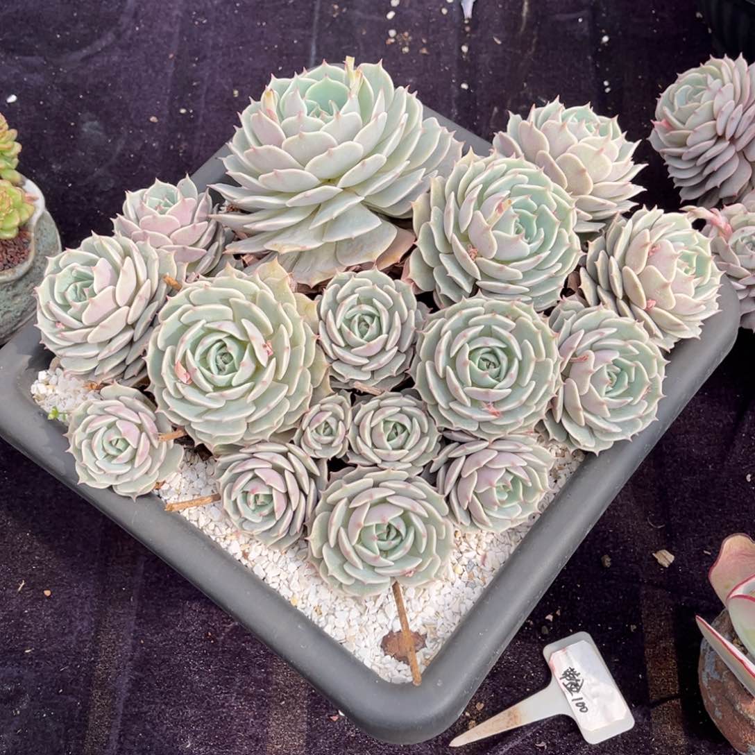 啊*念露娜莲多肉一物一拍